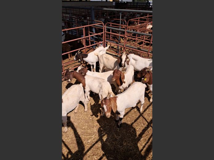 BOERBOK | NAZARDI BOERDERY