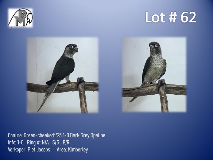 1-0 '25 Conure: Green-cheeked: Dark Grey Opaline - Piet Jacobs