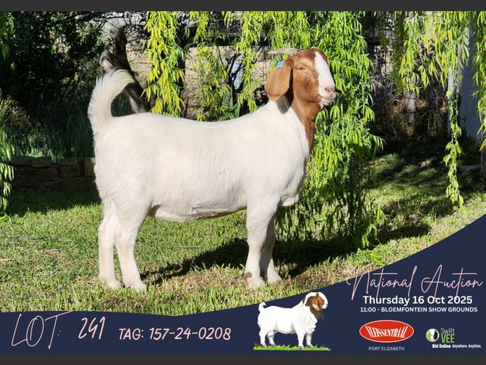 157-24-0208 | Izak Vorster (Elandskloof Boerbokstoet)