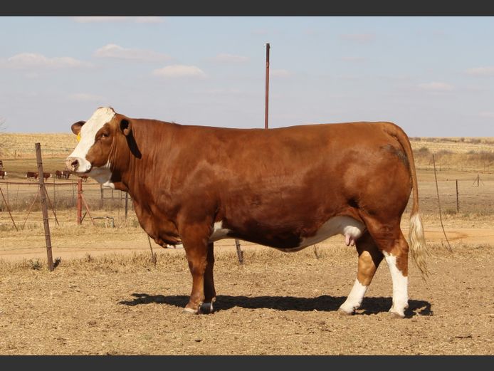 E19174 | EE SCHULENBURG