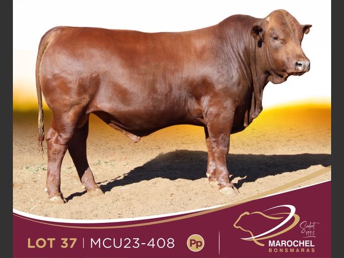 MCU 230408