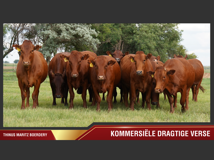 Commercial Animals | Bestrina 
