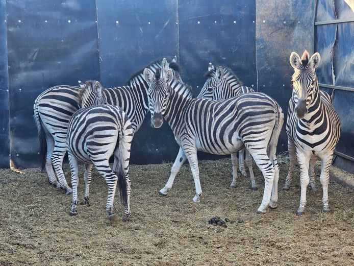 ZEBRA | ZEBULA