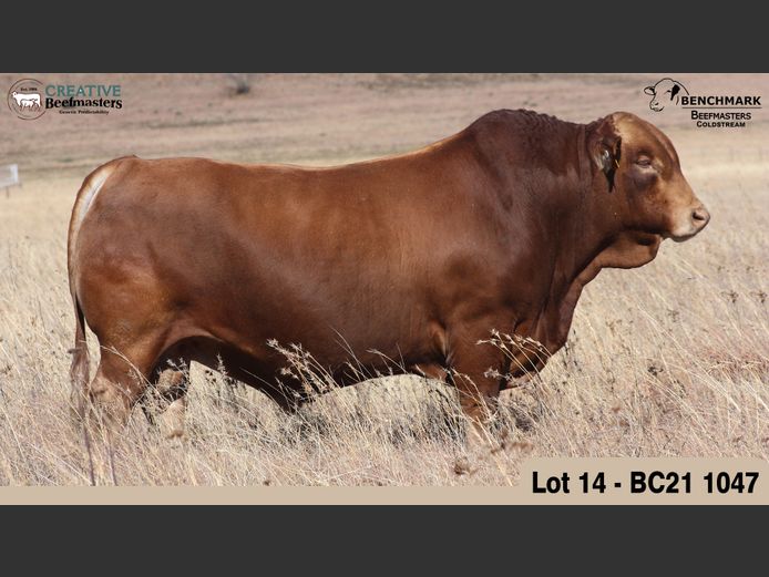 BC 211047 | BENCHMARK BEEFMASTERS