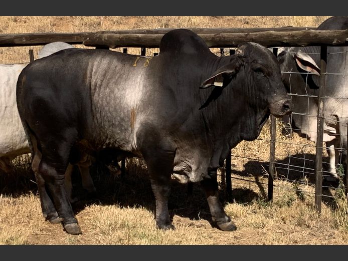 OSTERLOH BRAHMAN OBS15248
