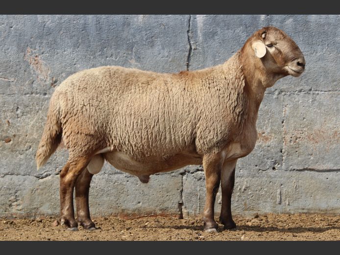 CRL 24.507 | Riaan Liebenberg - Hanri Meatmasters