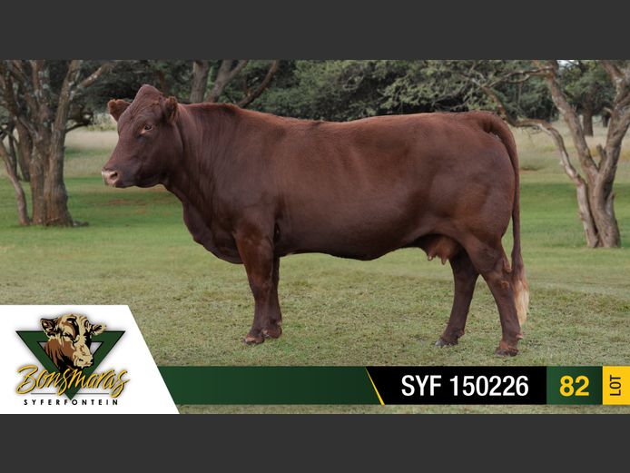 SYF 150226 | SYFERFONTEIN BOERDERY