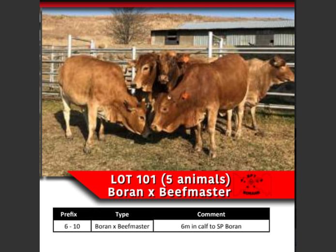 BORAN x BEEFMASTER COWS