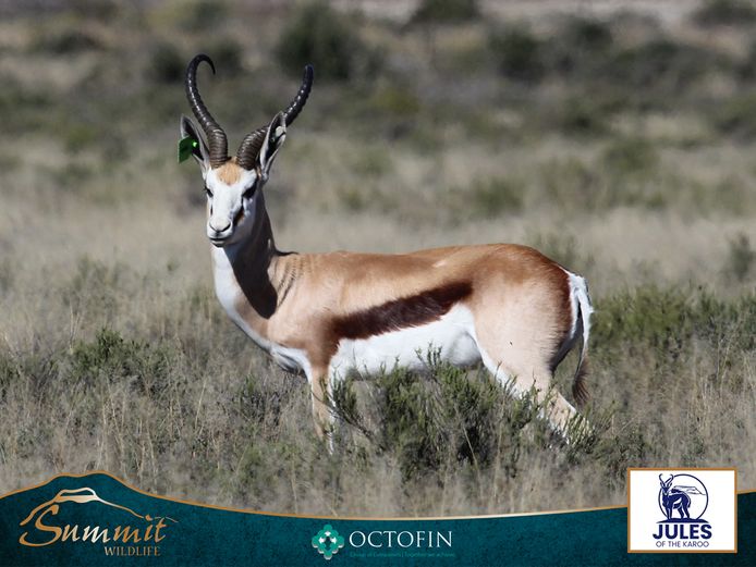 18 7/8" SPRINGBOK RAM