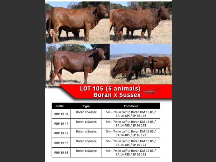 BORAN x SUSSEX COWS