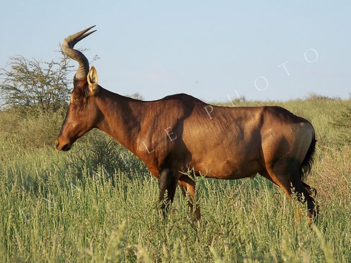 RED HARTEBEEST TROPHY BULLS | INYATHI