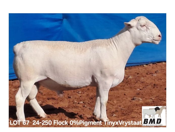 24-250 | BROER MARITZ DORPERS