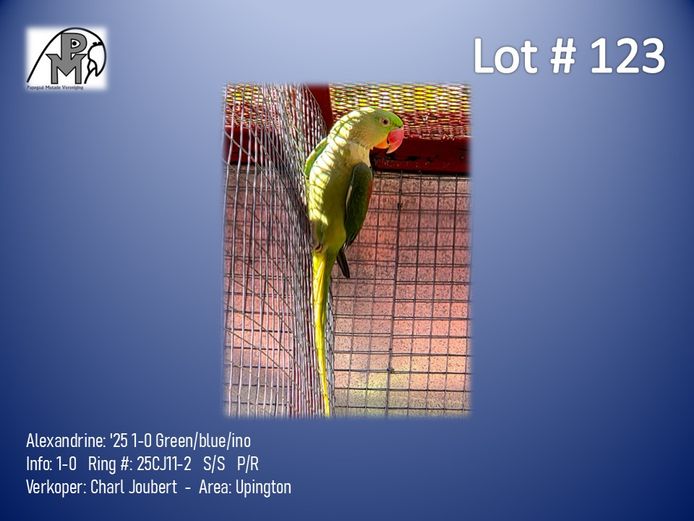 1-0 '25 Alexandrine: Green/blue/ino - Charl Joubert