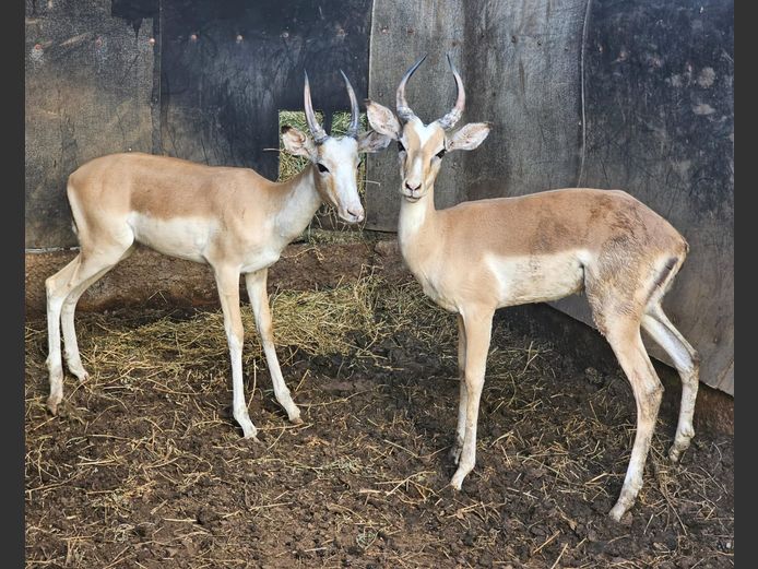 WHITE FLANK IMPALA | SABLE HILL SAFASRIS