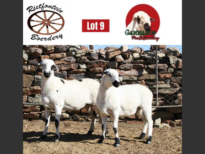 RFB24-183 | Rietfontein Boerdery