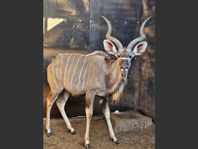 KUDU | C.P. KLOPPERS