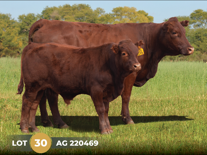 AG  220469 | ARTHUR DE VILLIERS & SEUN