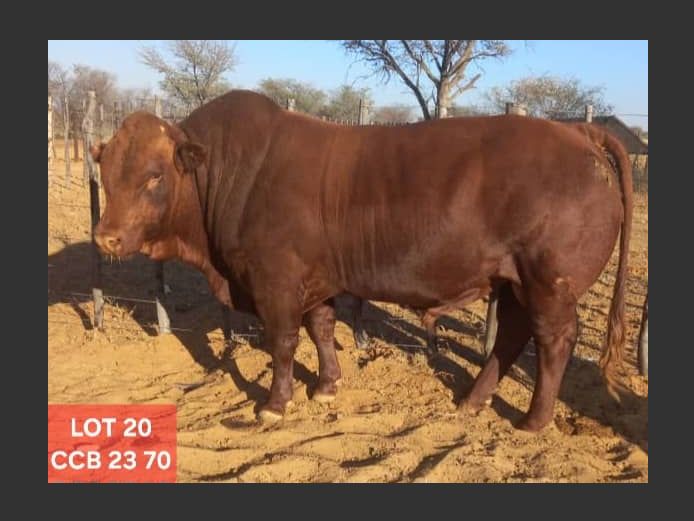 CCB230070 | CATTLE COUNTRY BONSMARAS