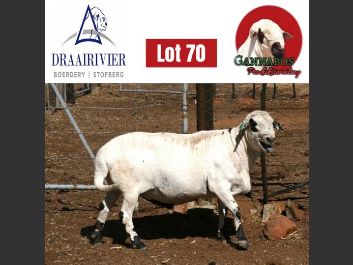 NS23-721 | Draairivier Boerdery