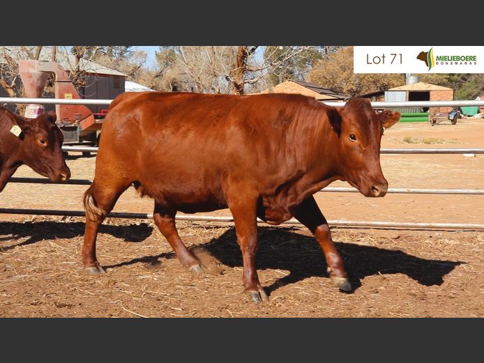 Kommersiële Vroulike Diere