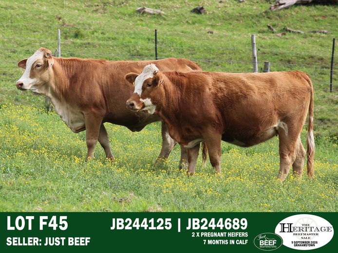 Commercial Animals | Just Beef