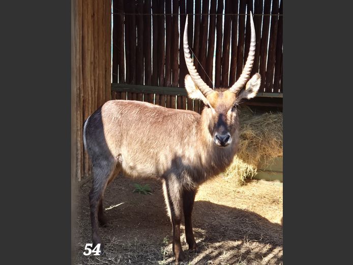 WATERBOK | AMANZI PRIVATE GAME RESERVE