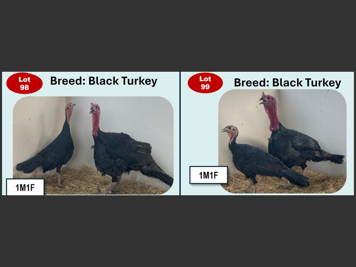 BLACK TURKEY | ANNUAL MYTILUS AND ELOFF