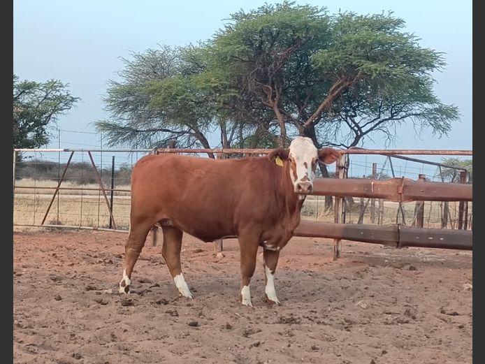 MBE2331 | MAMUMBE SIMBRA