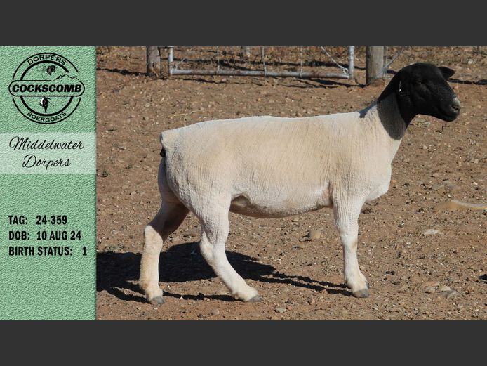 24-359 | Middelwater Dorpers