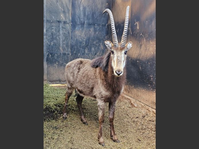 SABLE | LEBENKELE