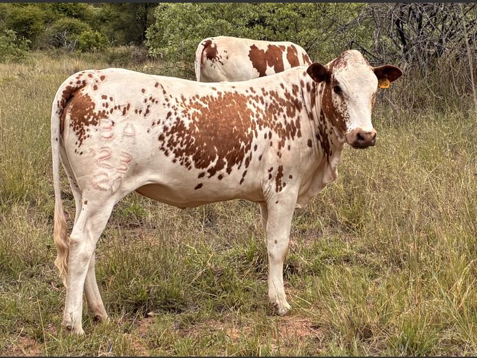 Commercial Animals | BERGALLEEN BDY