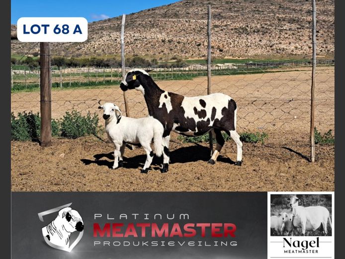 NM24 3081 | Hein Nagel - Nagel Meatmasters, Ladismith WK