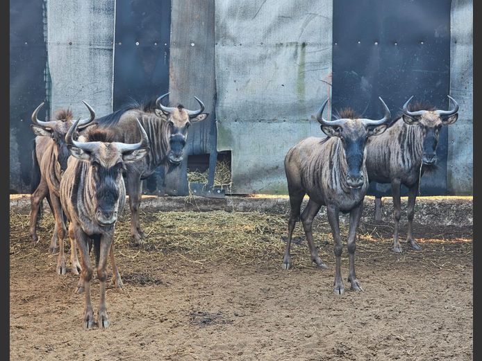 BLOUWILDEBEES | SCHOEMAN BOERDERY