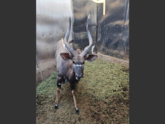 NYALA 27 ½” | NETKOR