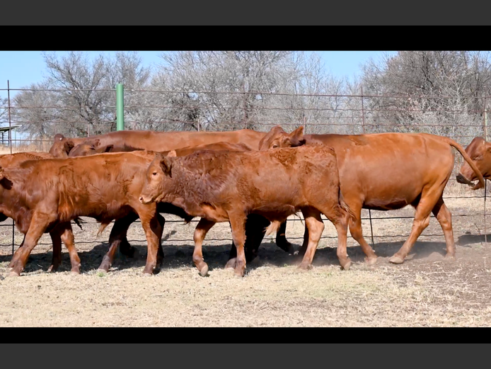 Commercial Animals | ALLEM BROTHERS