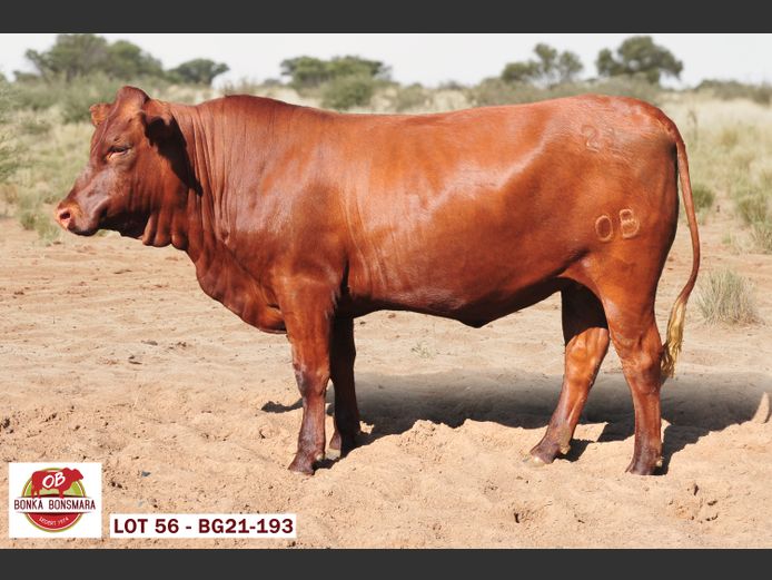 OB  210193 | BONKA BONSMARA (PTY) LTD