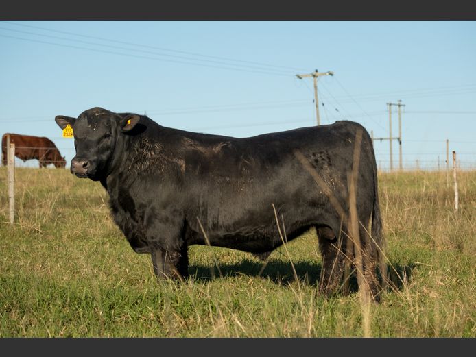 RJ  230048 | BEER BEEF