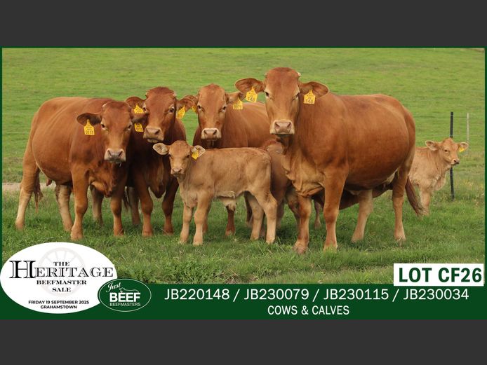 Commercial Animals | Just Beef