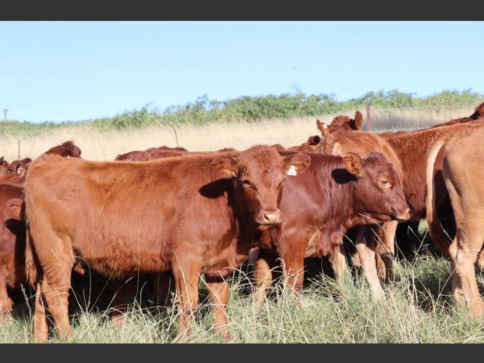 Weaners | Tweeddale Farming