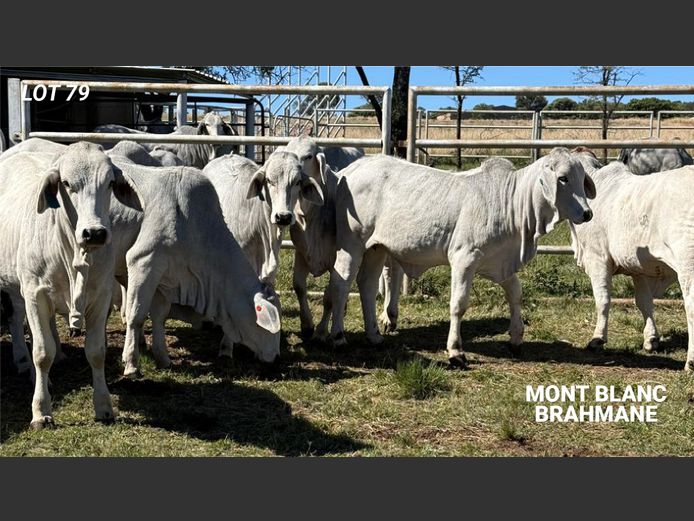 Commercial Animals | MONT BLANC BRAHMANE 
