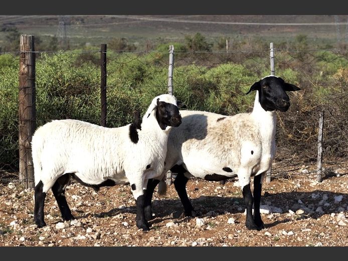 KM 23-193 | Kanyezi Meatmasters