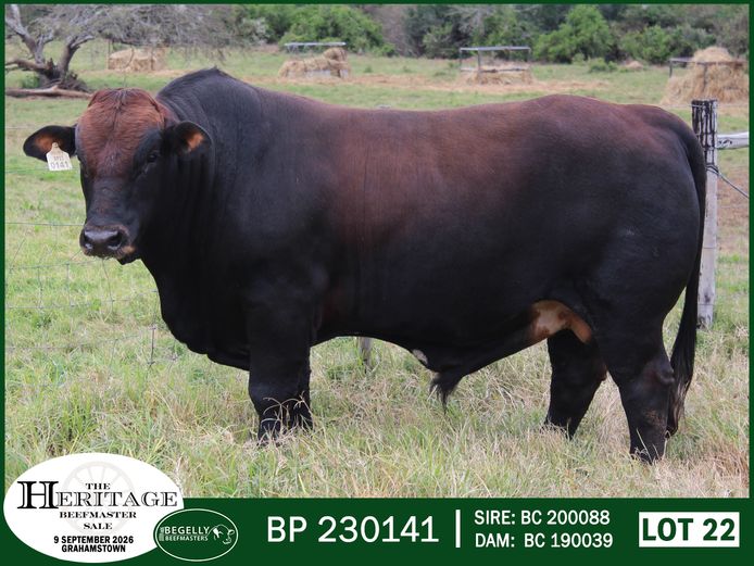 BP 230141 HH | BEGELLY BEEFMASTERS