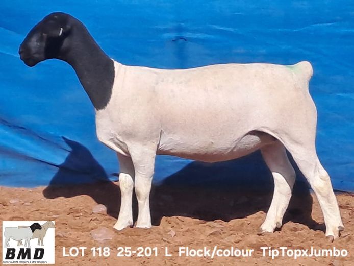 25-201 | BROER MARITZ DORPERS