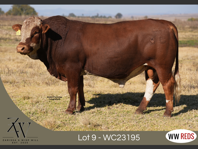 WC23195 | WISP WILL REDS