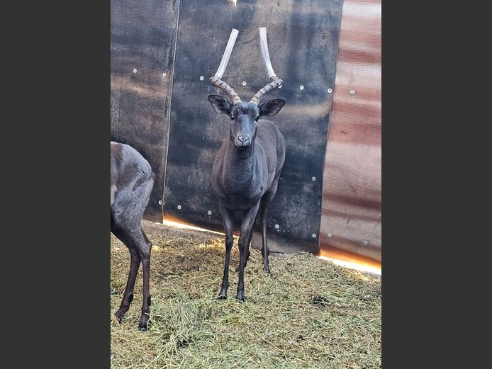 BLACK IMPALA | EB WILD