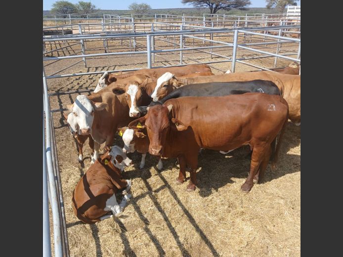 COWS WITH CALVES | DOLL FARMING PREMIUM AUCTION