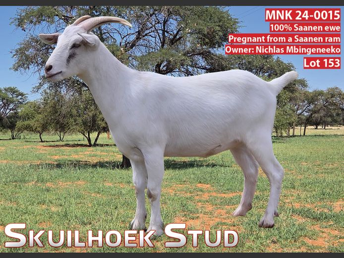 MNK 24-0015 | NICHLAS MBINGENEEKO