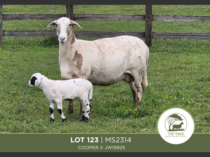 MS 23 0014 | MR S.T.R. MAINS-SHEARD