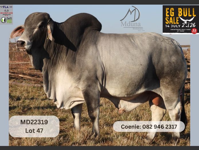 MD22319 | MDUNA BRAHMANS