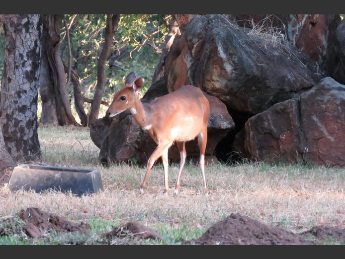 BUSHBUCK | ONDANGWA WILDLIFE
